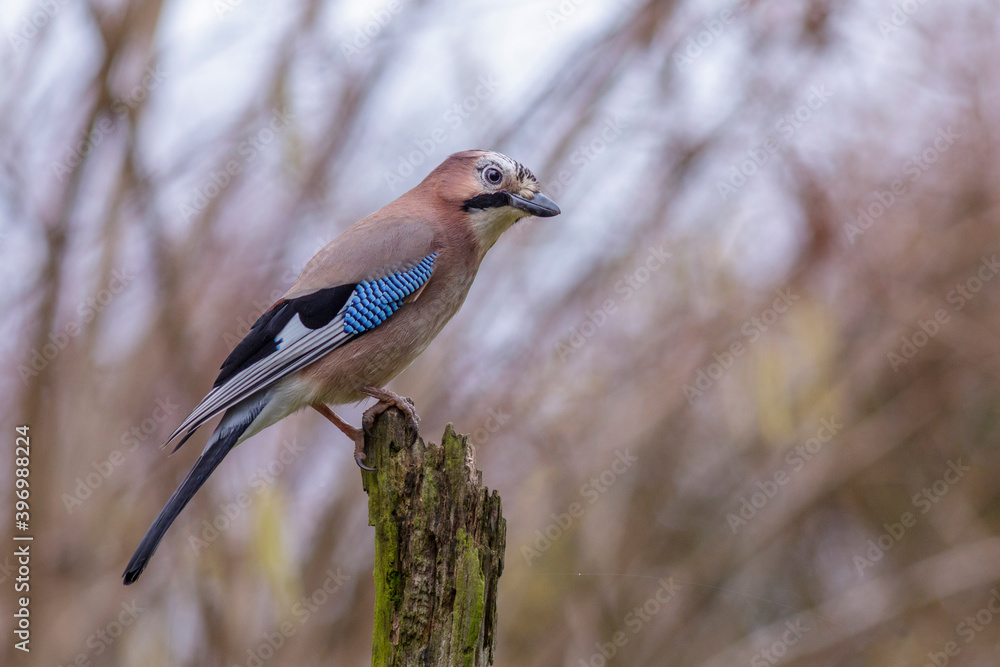 Eichelhäher (Garrulus glandarius) Eichelhäher (Garrulus glandarius)