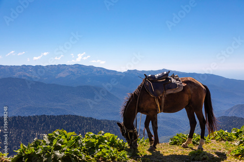 Horse with saddle grazes in mountains on sunny summer day. Horse eats green grass on hill in background of beautiful mountains.