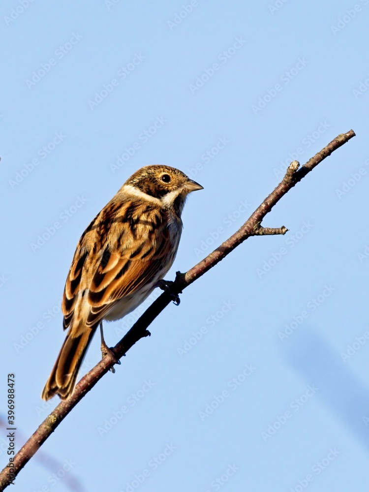 Fototapeta premium A female Stonechat (Saxicola rubicola) sat on a branch