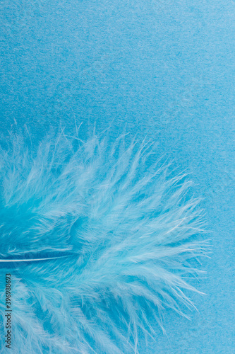 Blue feather on blue paper background.