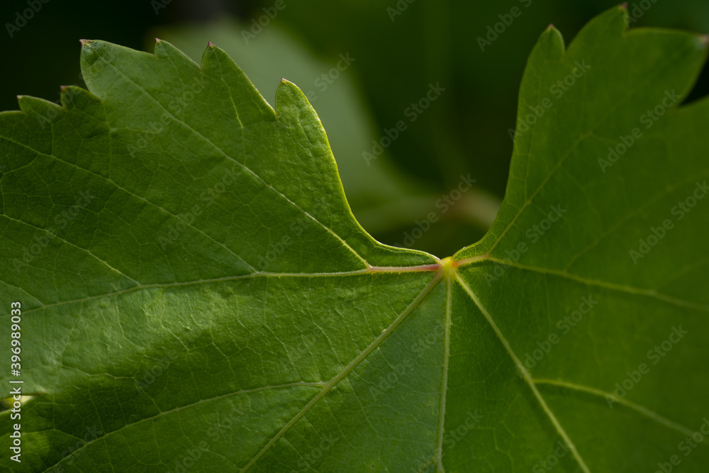 green leaf green leaf