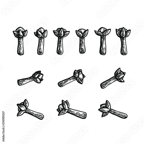 Hand drawn black and white crosshatch vector illustration. Set of 12 individual cloves in three orientations. No background.