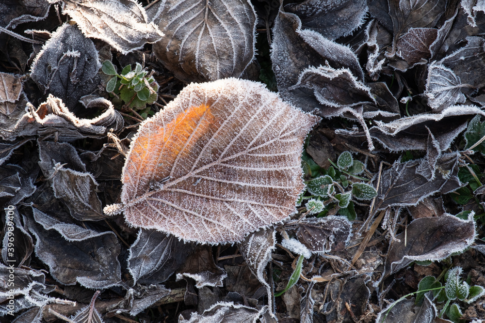 Ein braunes, herbstliches Blatt liegt im Winter im Gras mit Raureif und Frost überzogen