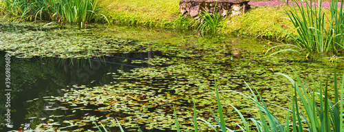 Lake in the lower park of Peterhof, overgrown with duckweed
