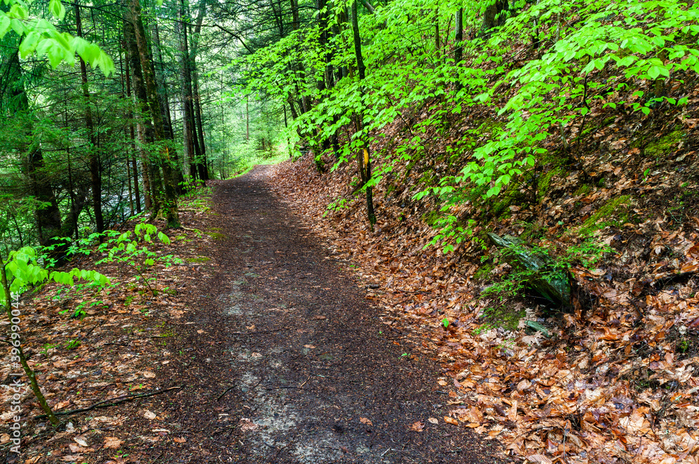 Finger Lakes Trail through the woods Finger Lakes Trail through the woods