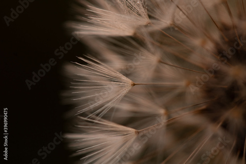 white dandelion 
