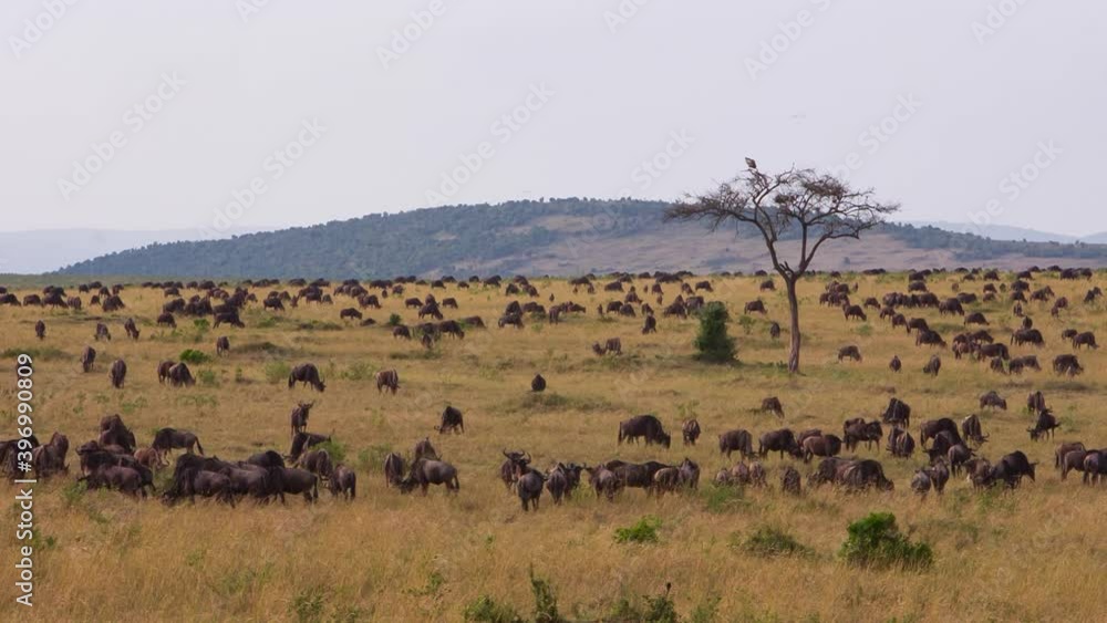 A huge herd of blue wildebeest grazes in the African savanna. In East Africa, the Blue wildebeest is the most common large game species. Shooting wild animals during a Safari in Africa A huge herd of blue wildebeest grazes in the African savanna. In East Africa, the Blue wildebeest is the most common large game species. Shooting wild animals during a Safari in Africa