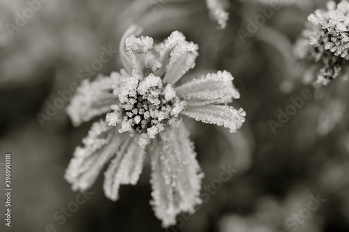 Frost on the flower