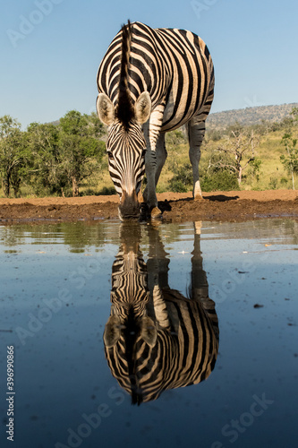 A Burchell's Zebra drinking from a waterhole showing its beautiful reflection in the water, South Africa © Anna