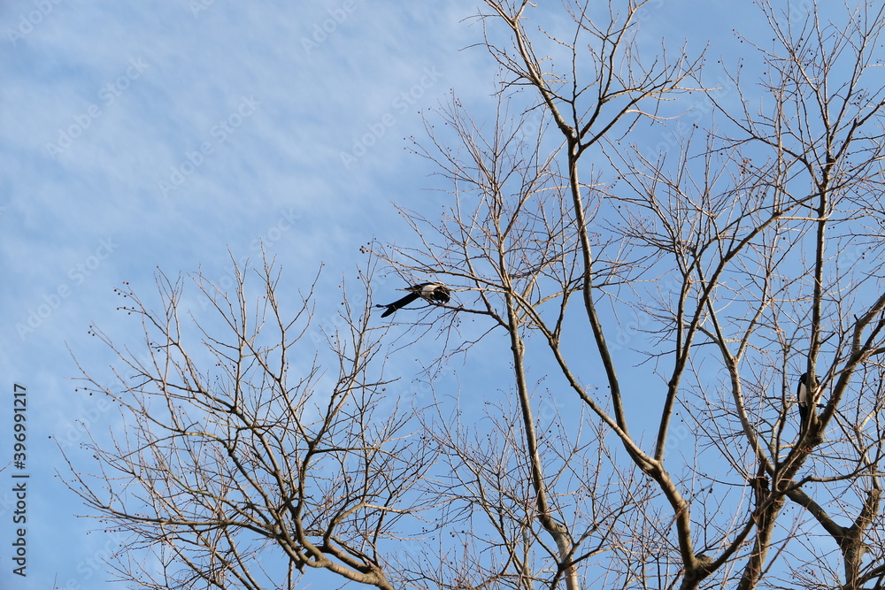 Late autumn scenery of Jinju Castle of Korea Late autumn scenery of Jinju Castle of Korea