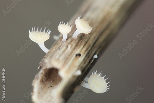 Crocicreas coronatum, also known as Cyathicula coronata, wild fungus from Finland photo