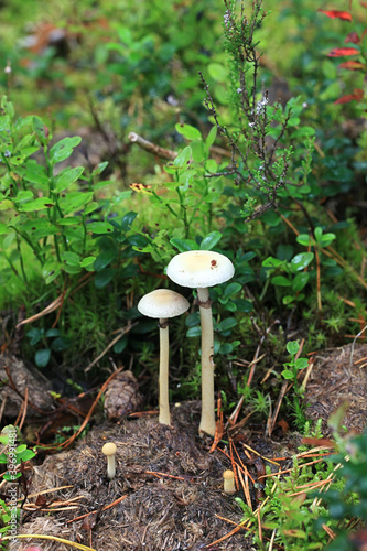 Protostropharia alcis, also called Stropharia alcis, a roundhead mushroom from Finland with no common english name photo