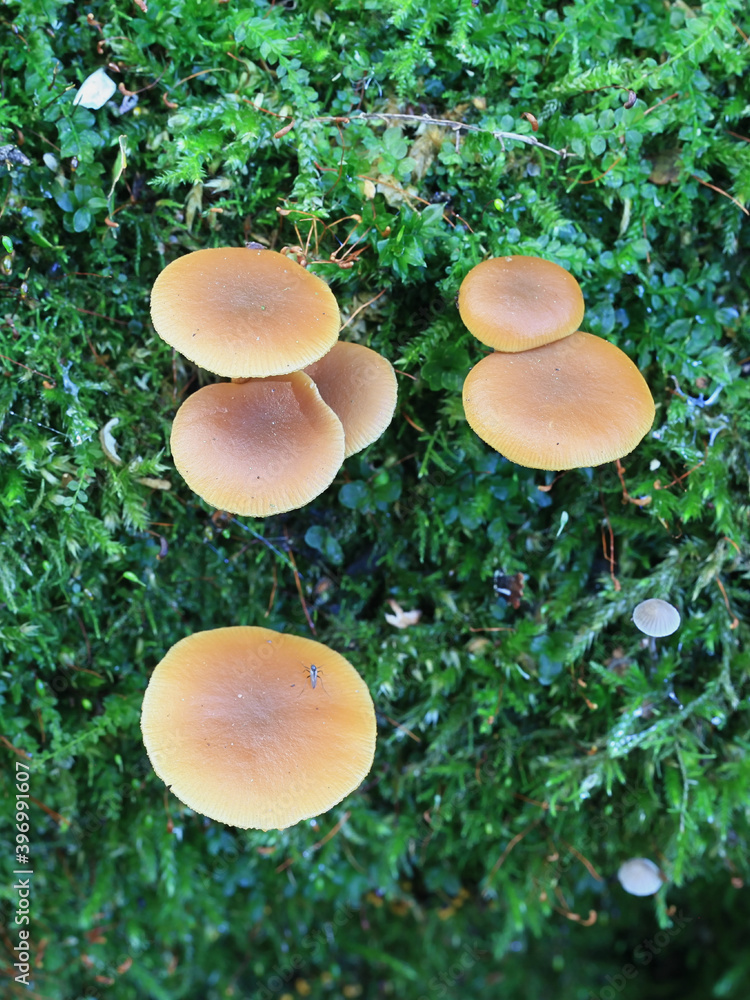 Galerina marginata, known as funeral bell, deadly skullcap or deadly  Galerina, deadly poisonous fungus from Finland Stock-Foto | Adobe Stock