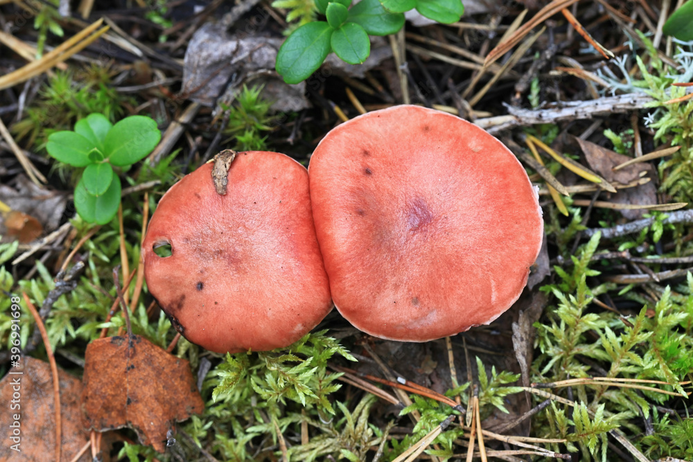 Gomphidius roseus, known as the rosy spike or pink gomphidius, wild mushroom from Finland Gomphidius roseus, known as the rosy spike or pink gomphidius, wild mushroom from Finland