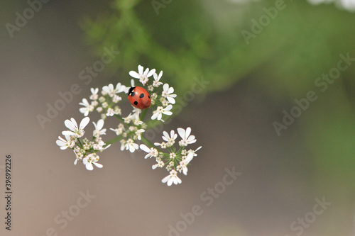 Ladybug, fly to the sky