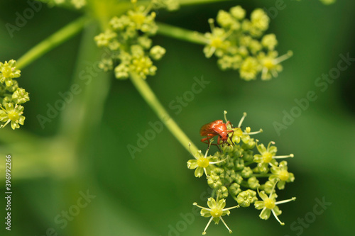 Bug on a green umbrella