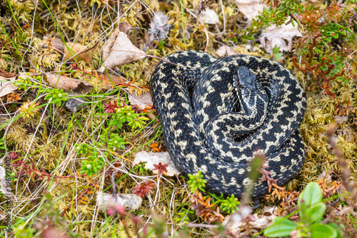 Fotografi The common European adder (Vipera berus)