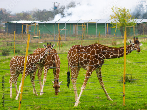 Photography Tree giraffes chilling in the zoo