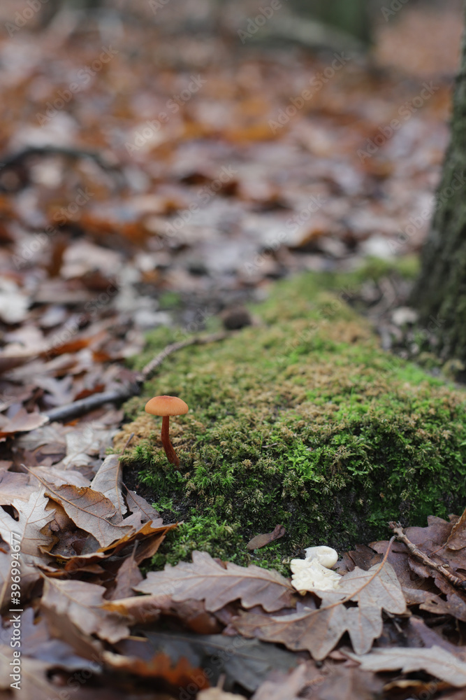 Lonely small mall mushroom in the forest Lonely small mall mushroom in the forest