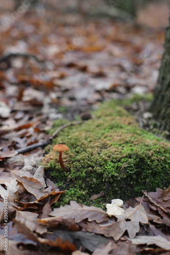 Lonely small mall mushroom in the forest 