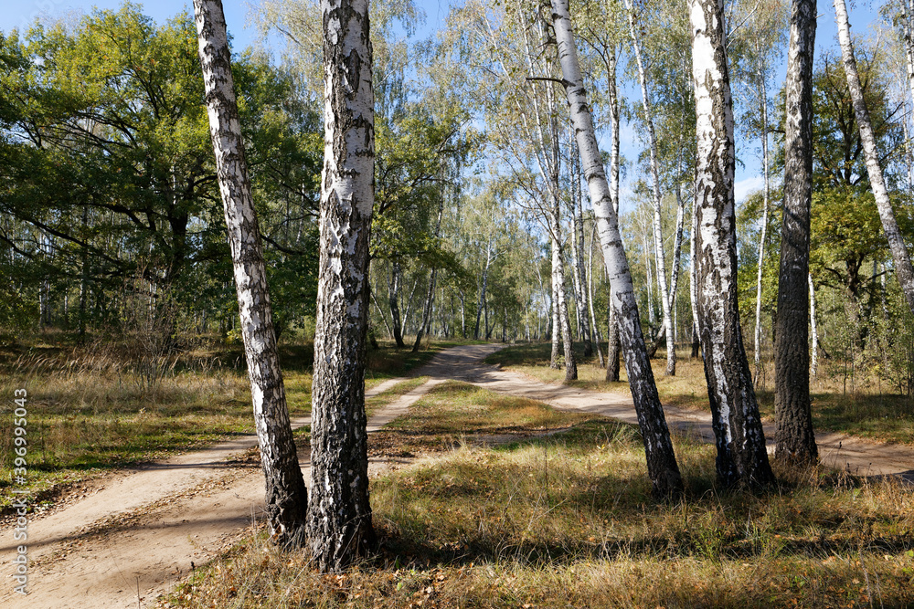 Fototapeta premium birch grove in summer, sometimes white-trunked slender beautiful trees