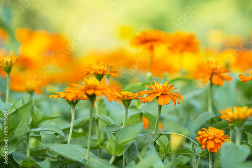 Close up of Orange flower in garden