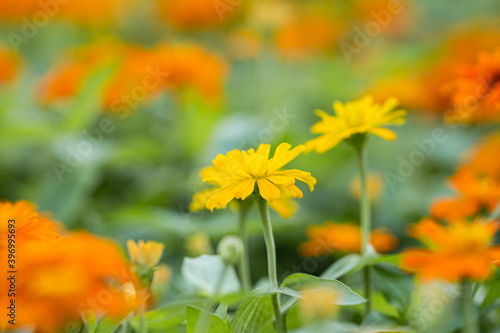 Close up of Orange flower in garden