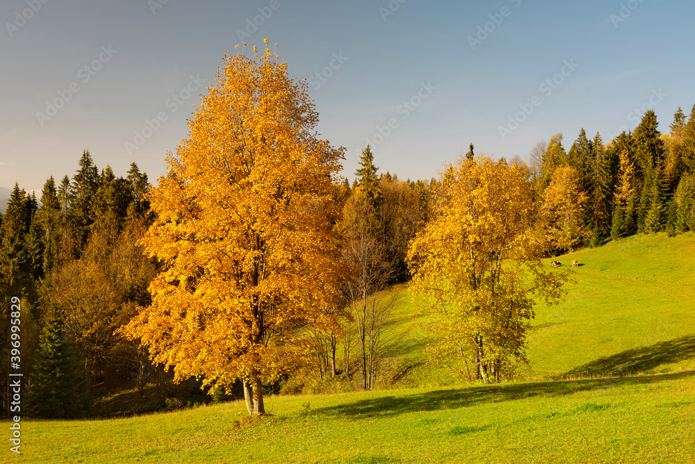 Colorful Carpathian mountains in Slovakia forest