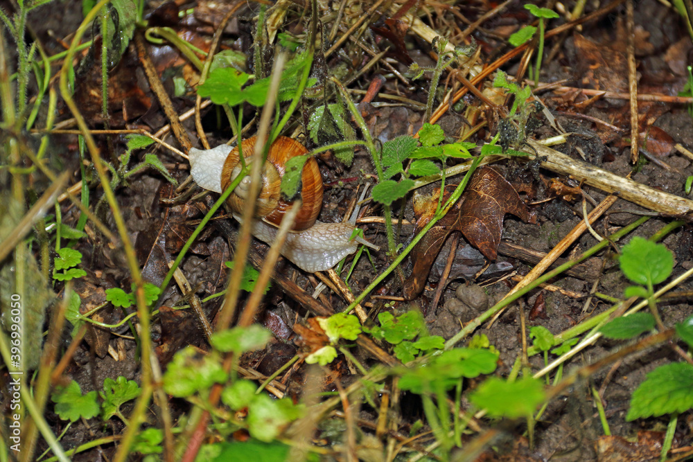 Gehäuseschnecke Gehäuseschnecke