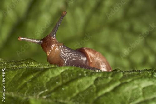 Snail walking on mint leaf