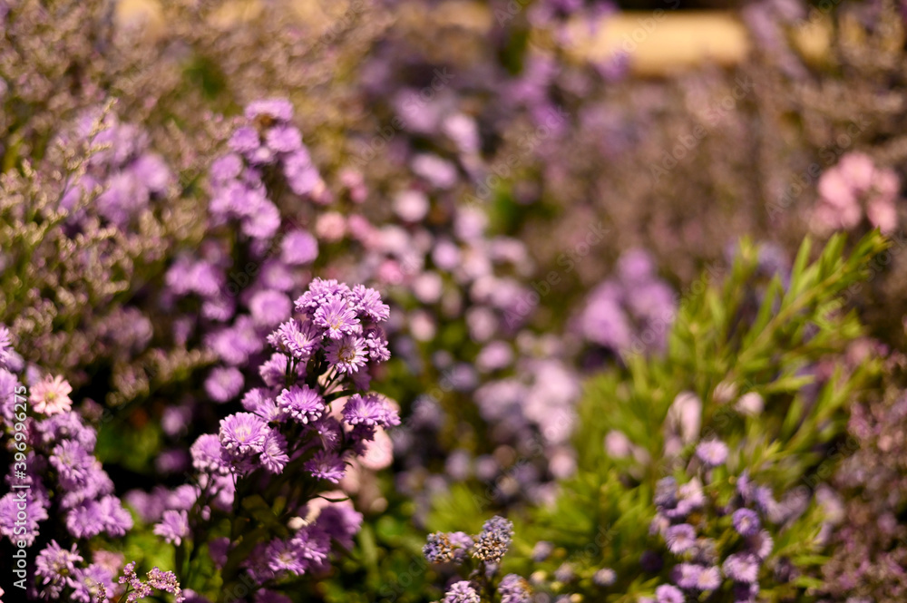Closeup of Many Beautiful Colorful Flowers with nature background in the garden, Thailand.