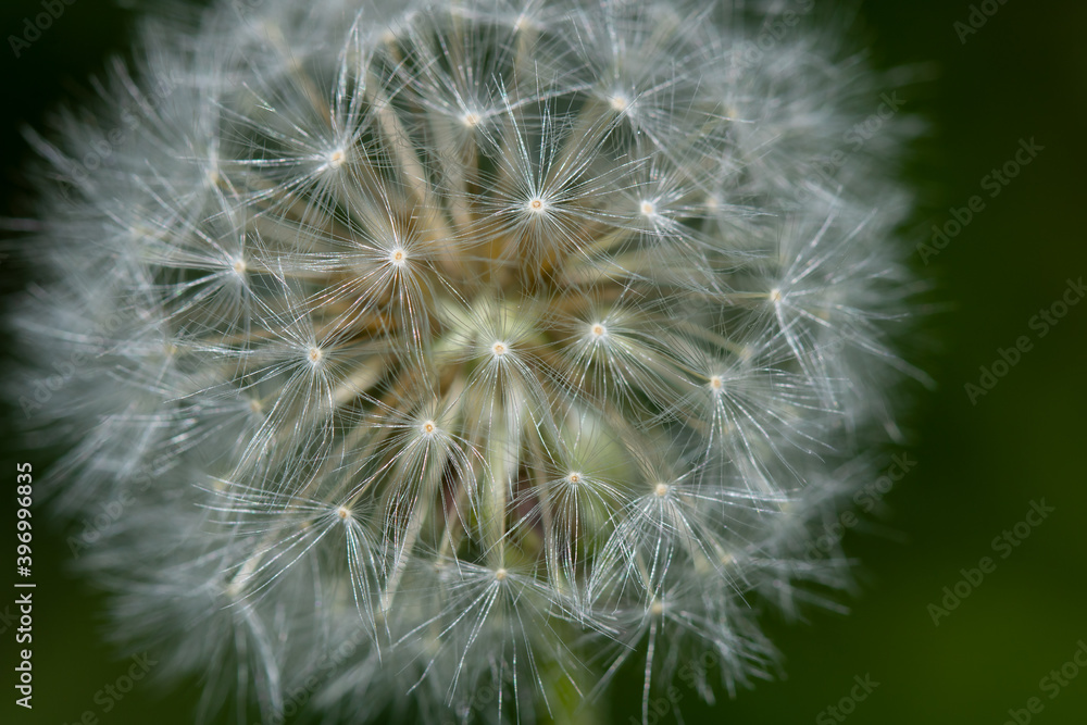 Fototapeta premium white dandelion