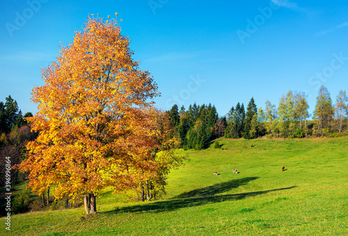 Obraz na płótnie Colorful Carpathian mountains in Slovakia forest w salonie