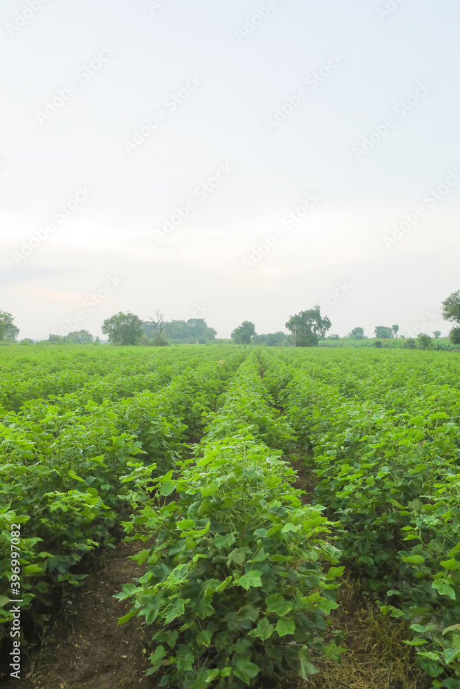 Flowering cotton gardens that have not yet been cotton Flowering cotton gardens that have not yet been cotton