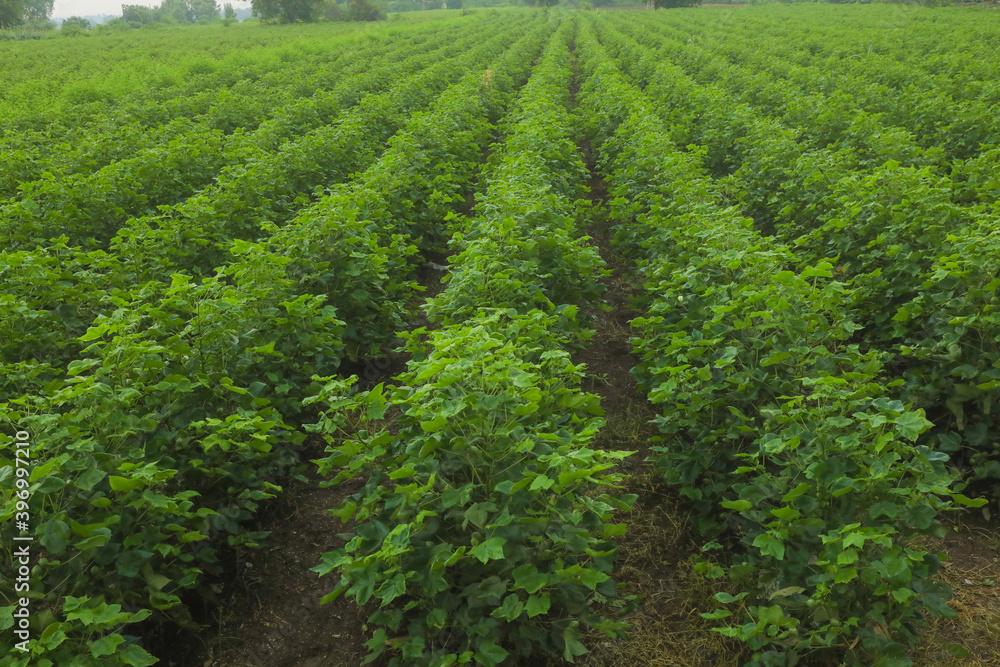 Flowering cotton gardens that have not yet been cotton Flowering cotton gardens that have not yet been cotton