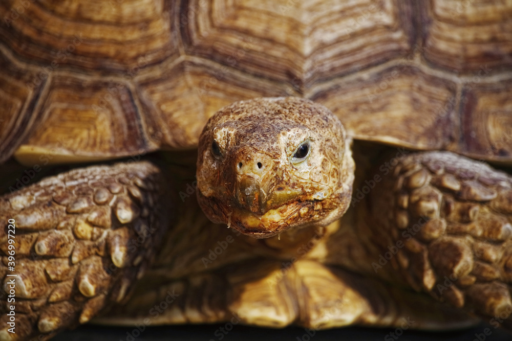 Portrait of a huge old turtle close-up. Exotic reptile with shell. A slow-moving animal Portrait of a huge old turtle close-up. Exotic reptile with shell. A slow-moving animal