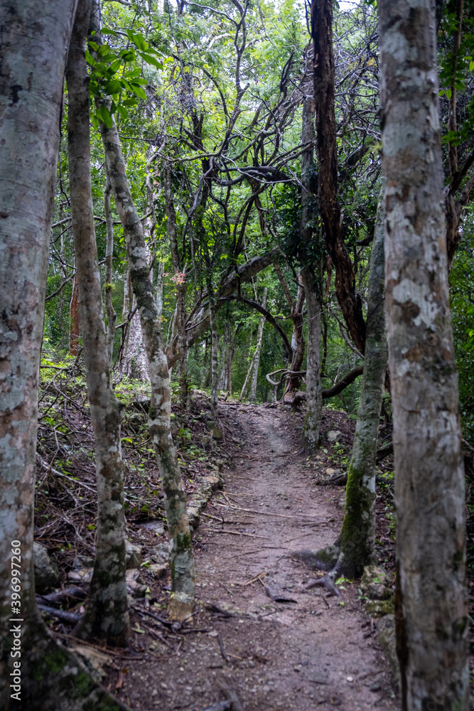mysterious path in the middle of a jungle in Mexico. Tropical forrest. mysterious path in the middle of a jungle in Mexico. Tropical forrest.