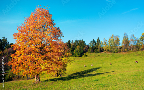 Autumn, Forest, High Tatras, Slovakia, European Mountains, autumn road, colorful landscape, relaxation, nature and sky