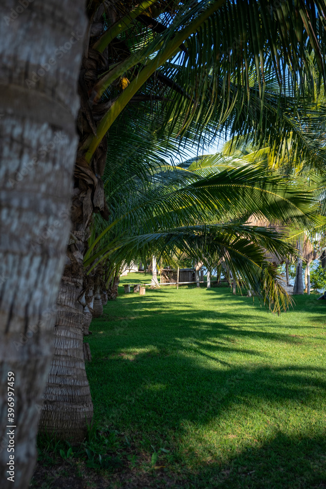 Row of palm trees. Tropical environment. Paradise