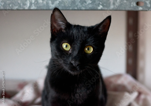 A portrait of an adorable domestic black cat sitting with a blurry background
