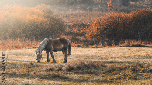 Koń jedzący trawę na łące