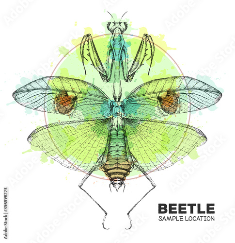 Realistic hand drawing praying mantis on watercolor background. Artistic Bug. Entomological vector illustration