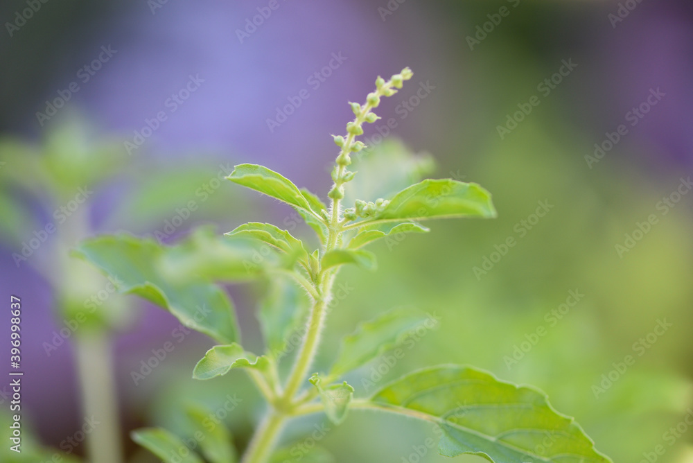 Holy basil leaf and flower nature vegetable garden on wooden table kitchen herb and food - Ocimum sanctum , green sweet basil in thailand.
