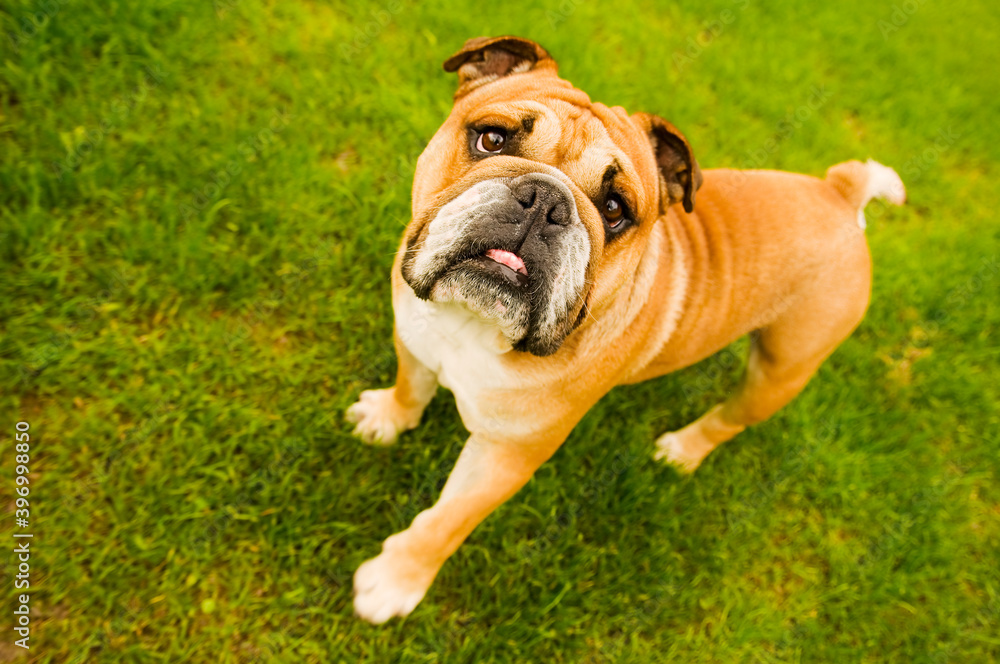 Purebred English Bulldog on green lawn. Young bulldog standing on green grass and looking up. Copy space