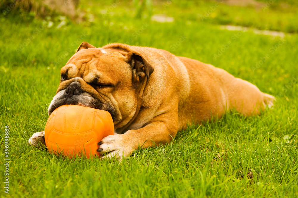 Purebred English Bulldog - ball game on green lawn. Dog laying on grass and playfully biting the orange ball