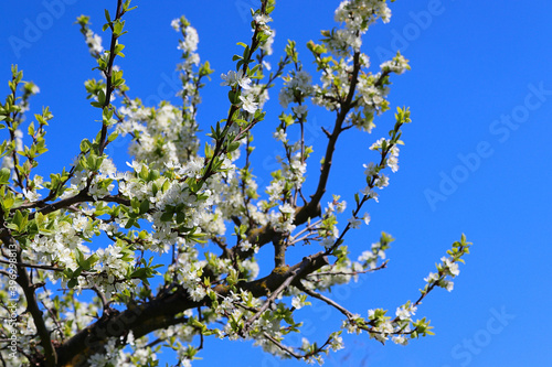 Hintergrund Frühling - unzählige Blüten der Naturheilpflanze Mirabelle vor einem strahlend blauen Himmel - mit Textfreiraum