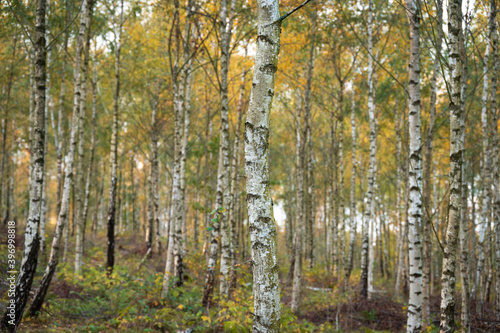 Obraz na plátně A wooded area filled with silver birch tree trunks during autumn in southern Swe