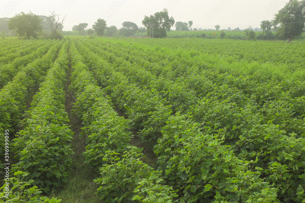 Flowering cotton gardens that have not yet been cotton