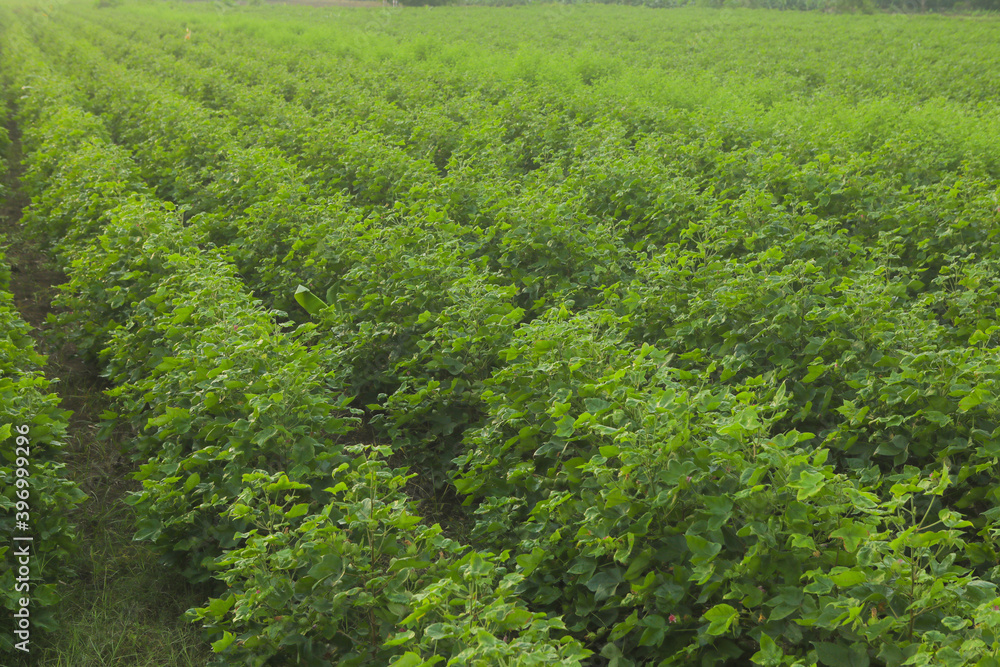 Flowering cotton gardens that have not yet been cotton