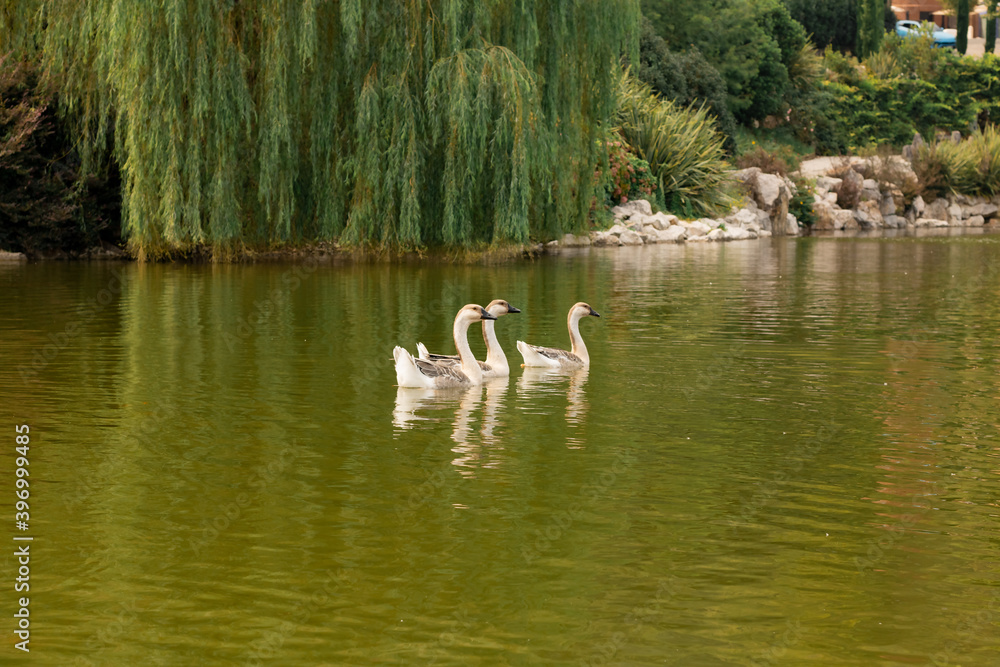 ducks in the lake ducks in the lake